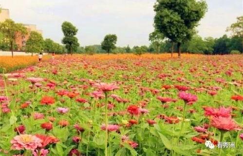 爆料半亩花田视频大全集,揭秘美丽秘诀与护肤心得  第3张